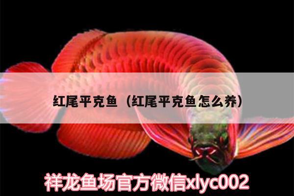 紅尾平克魚(yú)（紅尾平克魚(yú)怎么養(yǎng)）