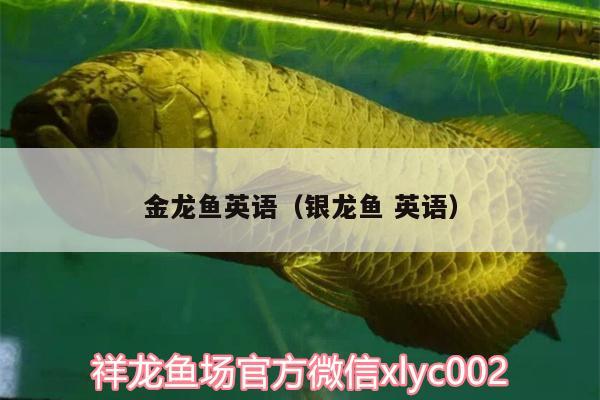 金龍魚(yú)英語(yǔ)（銀龍魚(yú)英語(yǔ)）