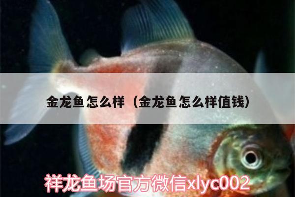 金龍魚怎么樣（金龍魚怎么樣值錢） 虎紋銀版魚 第2張