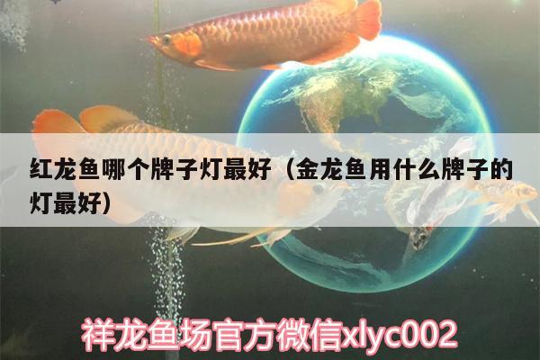 紅龍魚哪個(gè)牌子燈最好（金龍魚用什么牌子的燈最好）