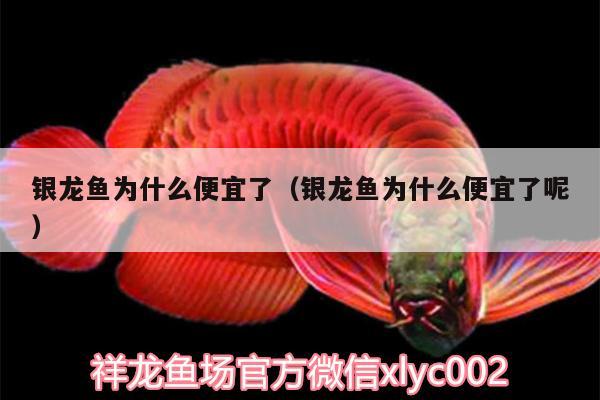 銀龍魚為什么便宜了（銀龍魚為什么便宜了呢） 銀龍魚百科