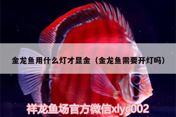 金龍魚(yú)用什么燈才顯金（金龍魚(yú)需要開(kāi)燈嗎）