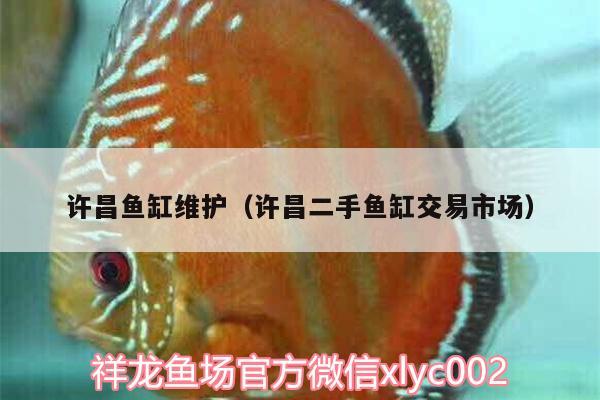 許昌魚(yú)缸維護(hù)（許昌二手魚(yú)缸交易市場(chǎng)） 細(xì)線銀版魚(yú)