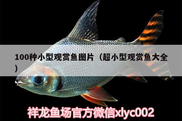 100種小型觀賞魚(yú)圖片（超小型觀賞魚(yú)大全） 小型觀賞魚(yú)