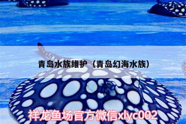 青島水族維護（青島幻海水族）