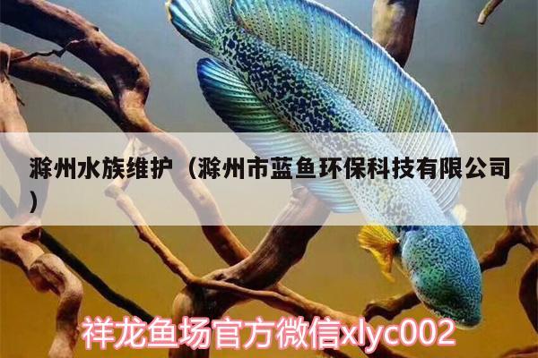 滁州水族維護(hù)（滁州市藍(lán)魚環(huán)?？萍加邢薰荆? title=