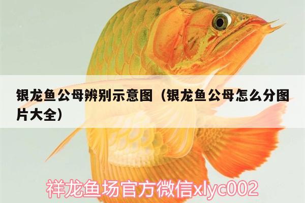 銀龍魚公母辨別示意圖（銀龍魚公母怎么分圖片大全）