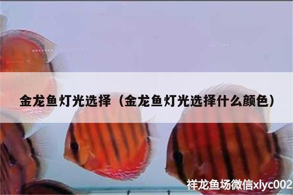 金龍魚燈光選擇（金龍魚燈光選擇什么顏色）