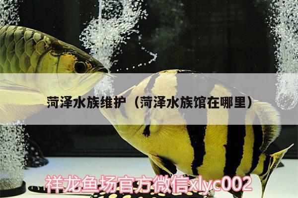 菏澤水族維護（菏澤水族館在哪里） 一眉道人魚苗