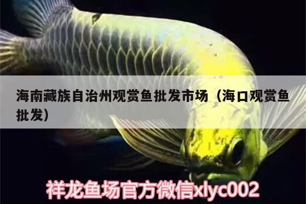 海南藏族自治州觀賞魚批發(fā)市場(chǎng)（?？谟^賞魚批發(fā)）