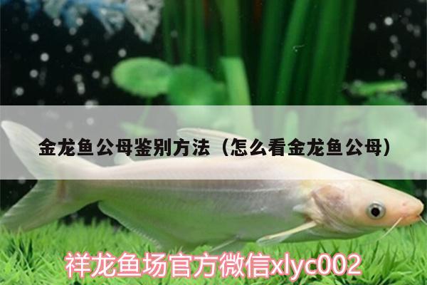 金龍魚公母鑒別方法（怎么看金龍魚公母）