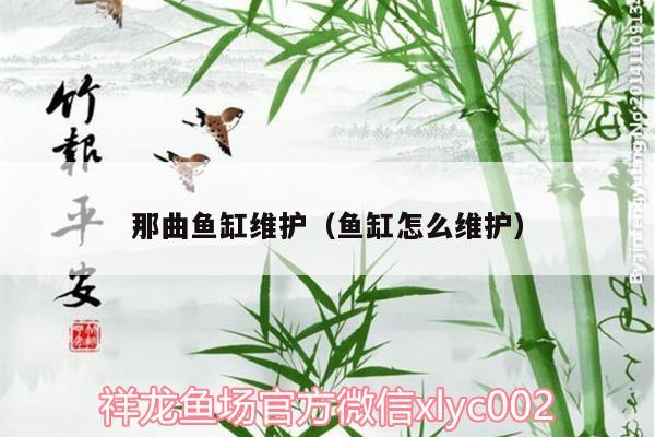 那曲魚缸維護(hù)（魚缸怎么維護(hù)） 紅龍福龍魚