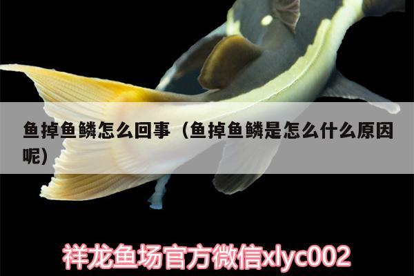 魚(yú)掉魚(yú)鱗怎么回事（魚(yú)掉魚(yú)鱗是怎么什么原因呢）