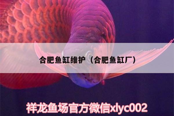 合肥魚缸維護（合肥魚缸廠） 金龍魚糧