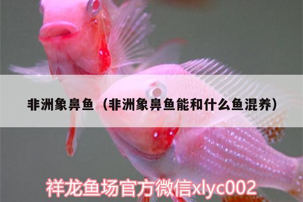 非洲象鼻魚（非洲象鼻魚能和什么魚混養(yǎng)） 非洲象鼻魚