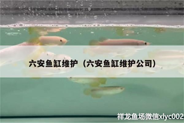 六安魚缸維護（六安魚缸維護公司） 非洲金鼓魚