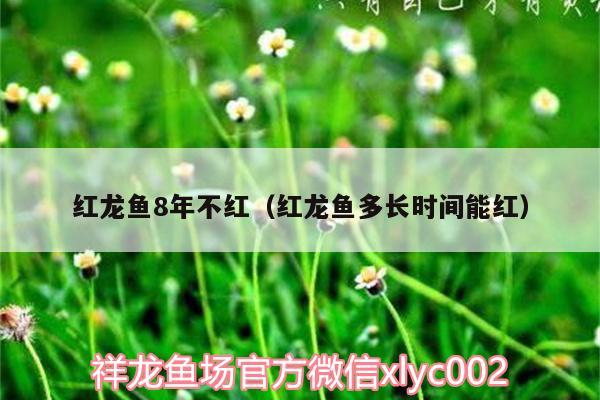 紅龍魚(yú)8年不紅（紅龍魚(yú)多長(zhǎng)時(shí)間能紅） 紅白錦鯉魚(yú)