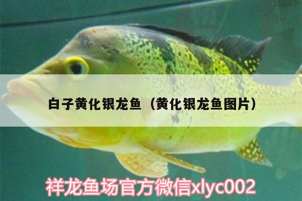 白子黃化銀龍魚（黃化銀龍魚圖片）