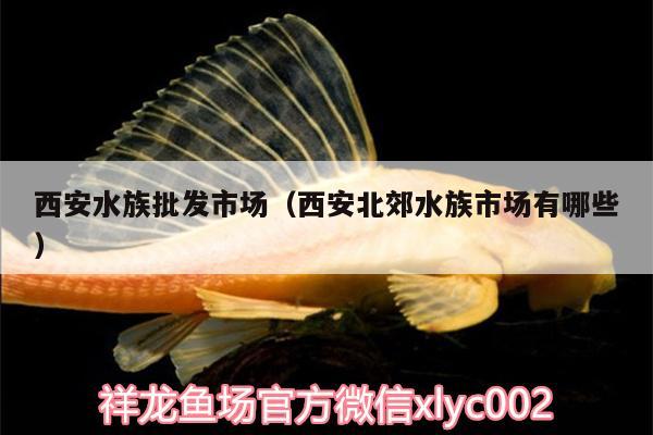 西安水族批發(fā)市場(chǎng)（西安北郊水族市場(chǎng)有哪些）