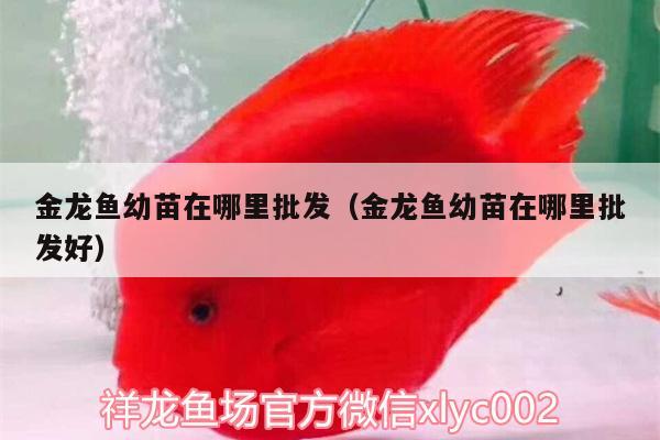 金龍魚幼苗在哪里批發(fā)（金龍魚幼苗在哪里批發(fā)好） 祥龍赫舞紅龍魚