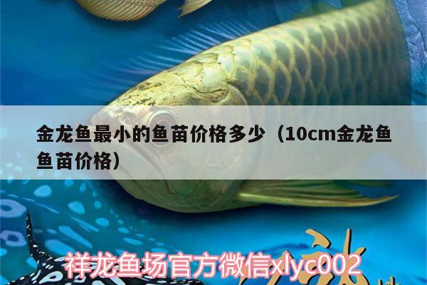 金龍魚最小的魚苗價(jià)格多少（10cm金龍魚魚苗價(jià)格） 野彩魚