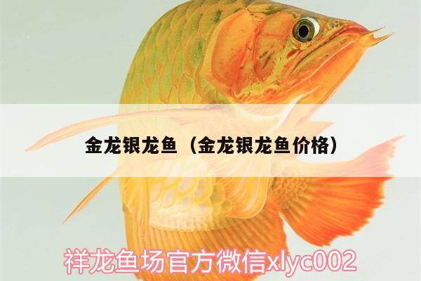 金龍銀龍魚（金龍銀龍魚價(jià)格）