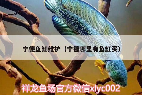 寧德魚缸維護(hù)（寧德哪里有魚缸買）