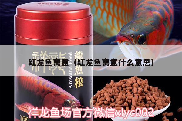 紅龍魚寓意（紅龍魚寓意什么意思）