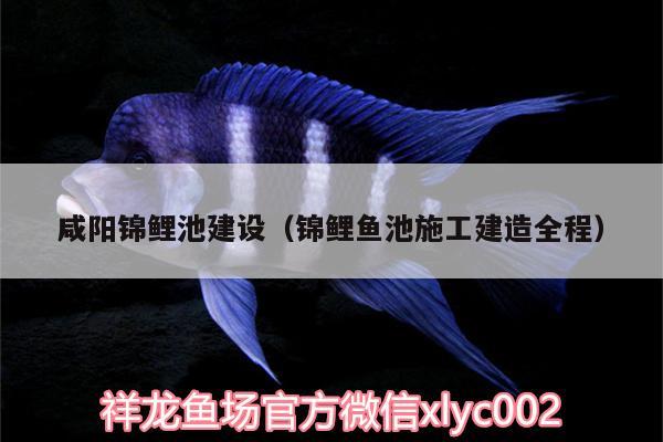 咸陽錦鯉池建設(shè)（錦鯉魚池施工建造全程） 祥龍藍珀金龍魚