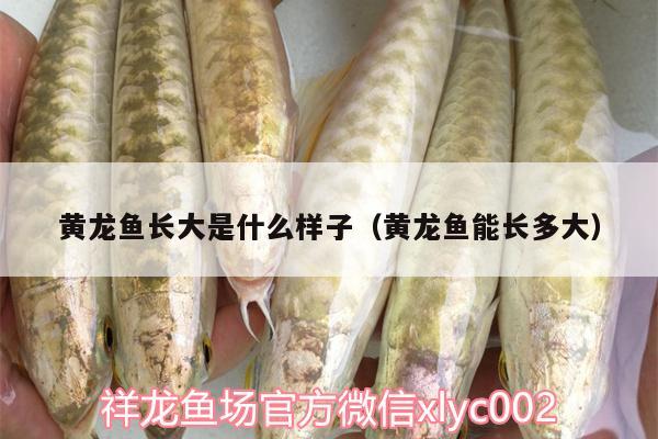 黃龍魚長大是什么樣子（黃龍魚能長多大） 羽毛刀魚苗