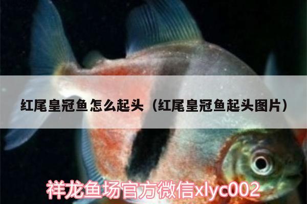 紅尾皇冠魚怎么起頭（紅尾皇冠魚起頭圖片） 水溫計(jì)