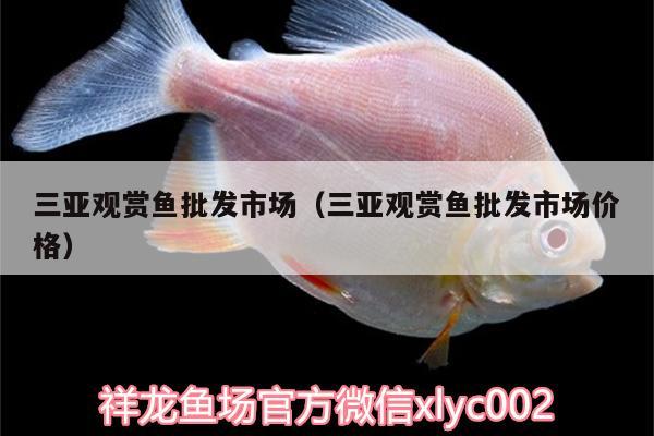 三亞觀賞魚批發(fā)市場（三亞觀賞魚批發(fā)市場價(jià)格）