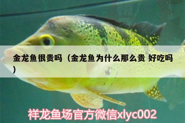 金龍魚很貴嗎（金龍魚為什么那么貴好吃嗎）