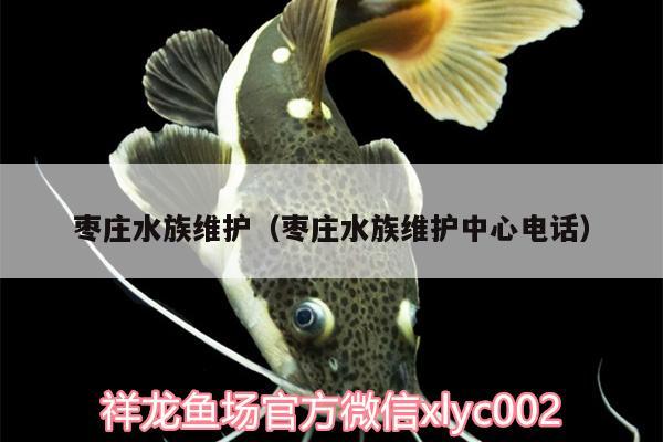 棗莊水族維護（棗莊水族維護中心電話）