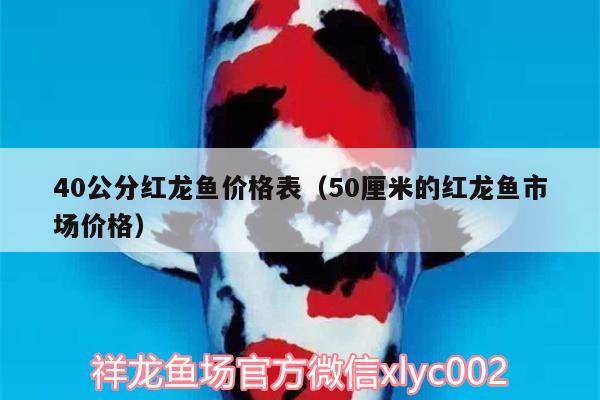 40公分紅龍魚價(jià)格表（50厘米的紅龍魚市場價(jià)格）