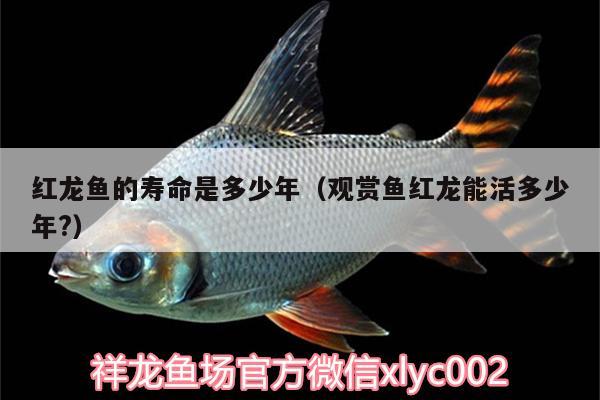 紅龍魚的壽命是多少年（觀賞魚紅龍能活多少年?） 錦鯉池魚池建設(shè)