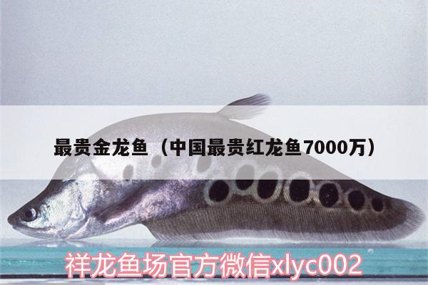 最貴金龍魚（中國最貴紅龍魚7000萬） 白子金龍魚