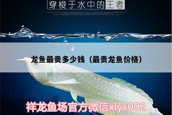 龍魚最貴多少錢（最貴龍魚價(jià)格） 一眉道人魚