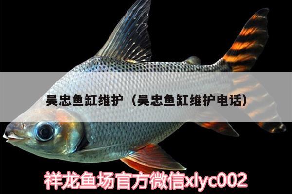 吳忠魚缸維護（吳忠魚缸維護電話） 薩伊藍魚