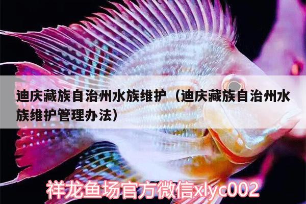 迪慶藏族自治州水族維護(hù)（迪慶藏族自治州水族維護(hù)管理辦法） 熊貓異形魚(yú)L46