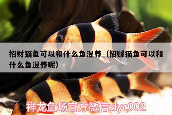 招財(cái)貓魚可以和什么魚混養(yǎng)（招財(cái)貓魚可以和什么魚混養(yǎng)呢） 一眉道人魚苗