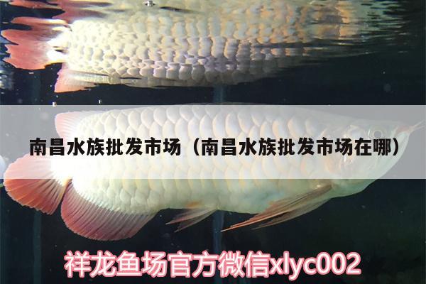 南昌水族批發(fā)市場(chǎng)（南昌水族批發(fā)市場(chǎng)在哪） 觀賞魚(yú)水族批發(fā)市場(chǎng)