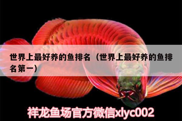 世界上最好養(yǎng)的魚排名（世界上最好養(yǎng)的魚排名第一）