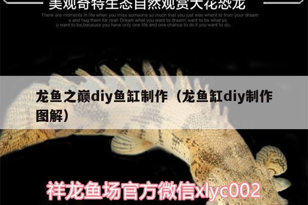 龍魚(yú)之巔diy魚(yú)缸制作（龍魚(yú)缸diy制作圖解）