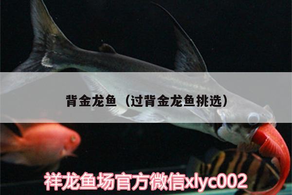 背金龍魚（過背金龍魚挑選） 過背金龍魚