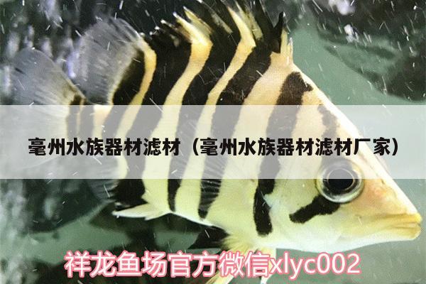 毫州水族器材濾材（毫州水族器材濾材廠家） 奈及利亞紅圓點(diǎn)狗頭 第2張