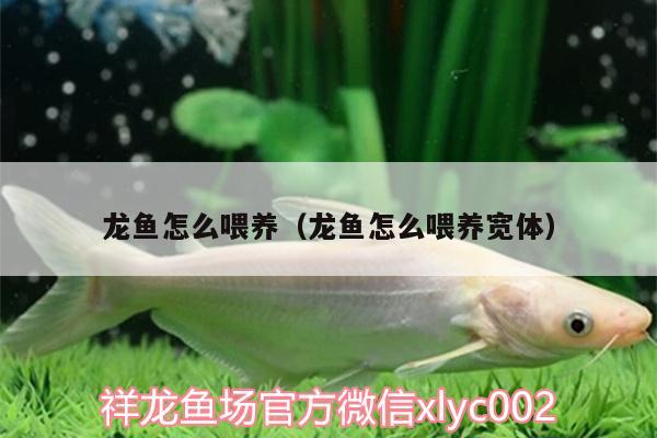 龍魚怎么喂養(yǎng)（龍魚怎么喂養(yǎng)寬體）