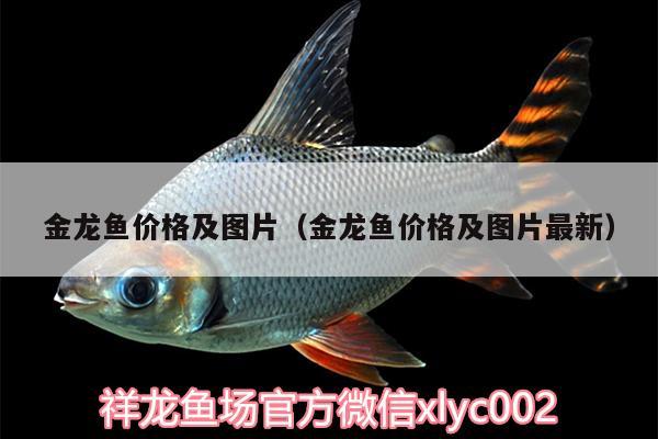 金龍魚(yú)價(jià)格及圖片（金龍魚(yú)價(jià)格及圖片最新）