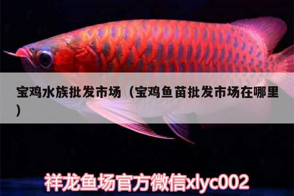 寶雞水族批發(fā)市場(chǎng)（寶雞魚苗批發(fā)市場(chǎng)在哪里）