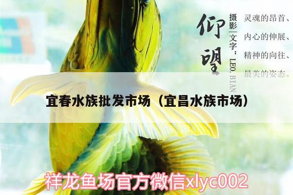 宜春水族批發(fā)市場(chǎng)（宜昌水族市場(chǎng)） 觀賞魚(yú)水族批發(fā)市場(chǎng)